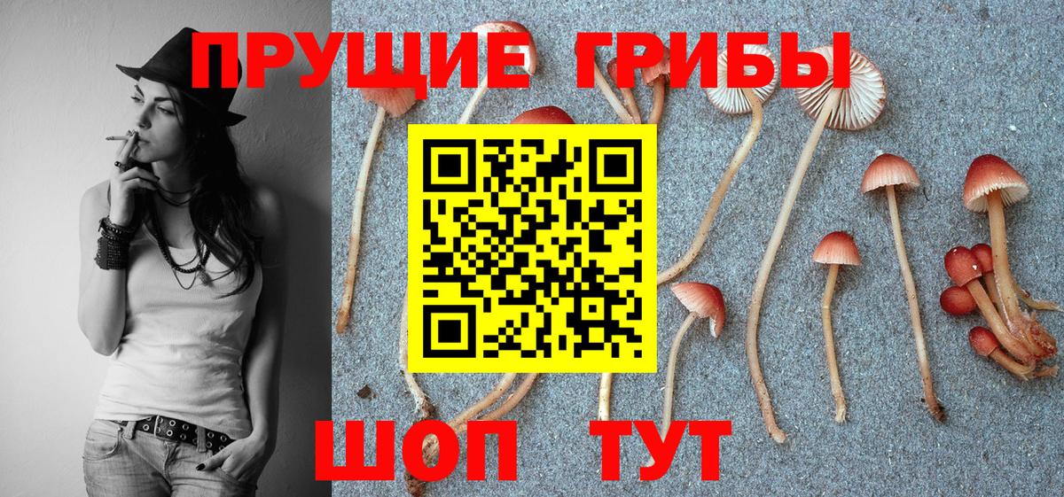Псилоцибиновые грибы Cubensis  Вход с VPN  хочу   Муром 